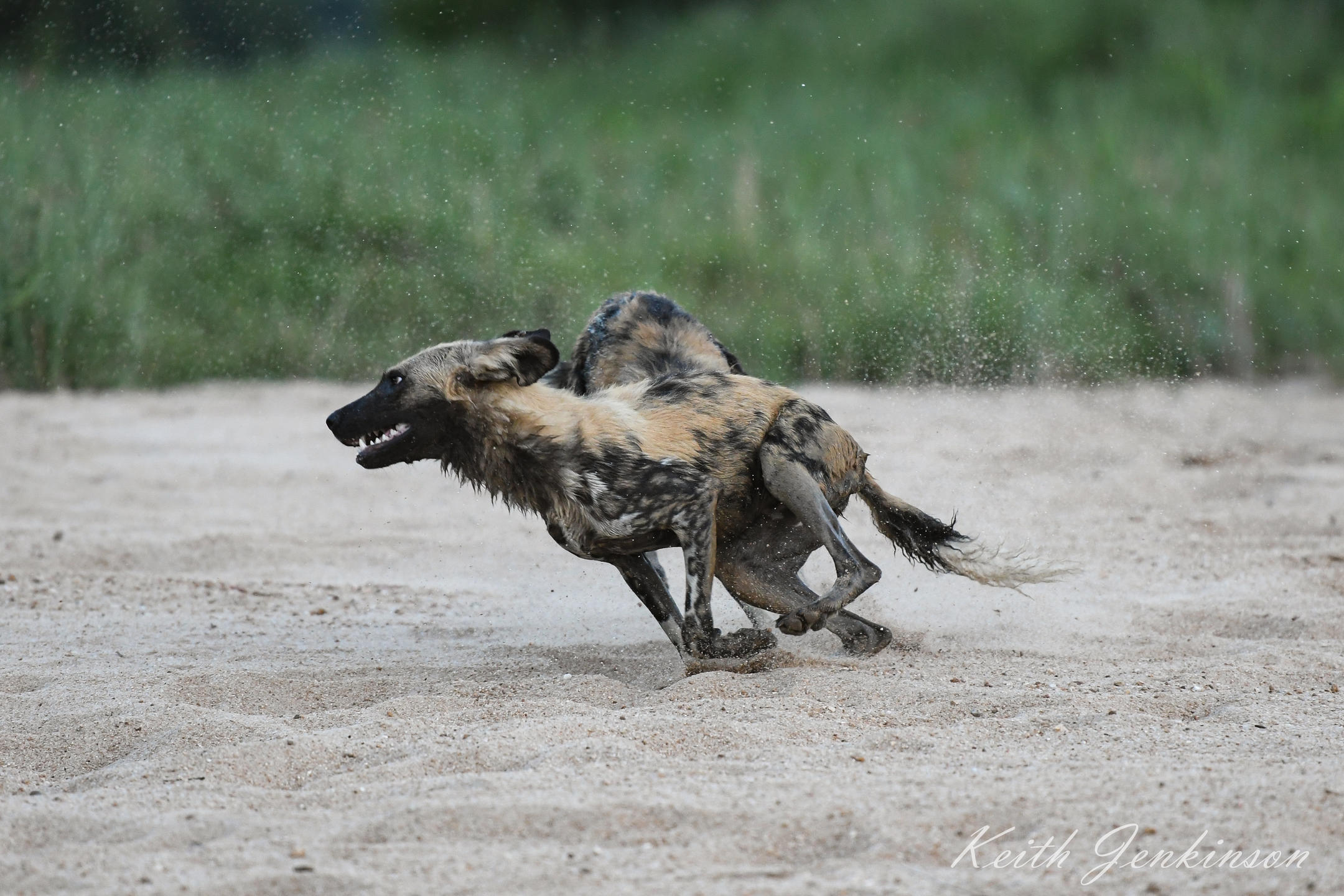 1739974597423_Inyati-Safari-Wildlife-(3)