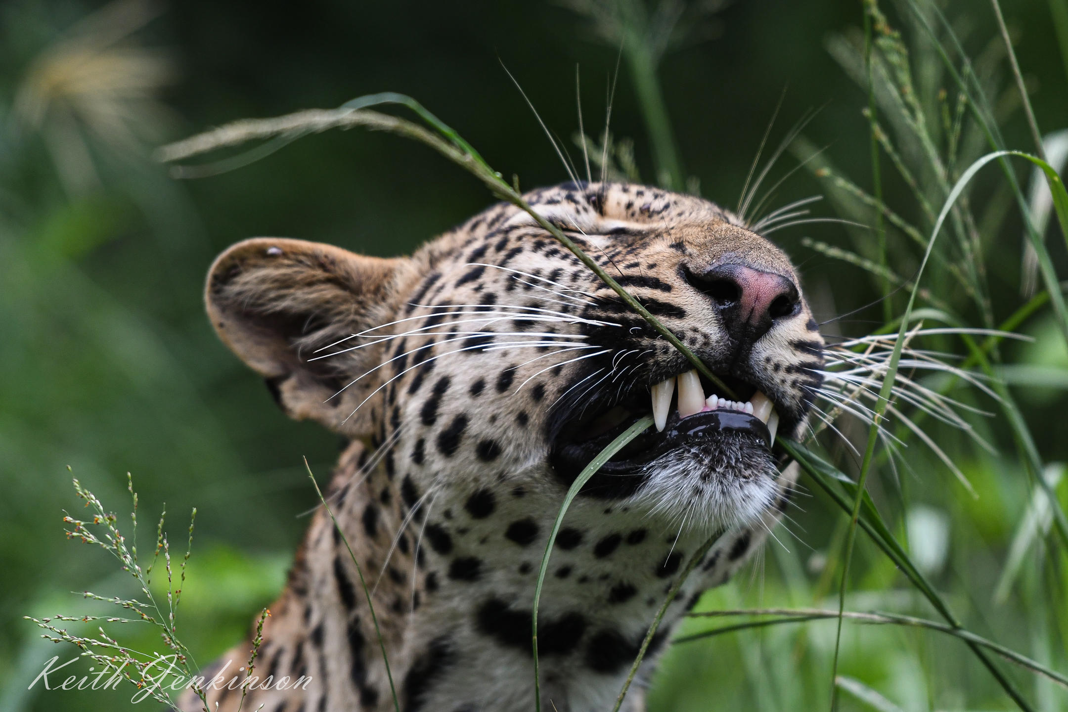 1739974597424_Inyati-Safari-Wildlife-(16)