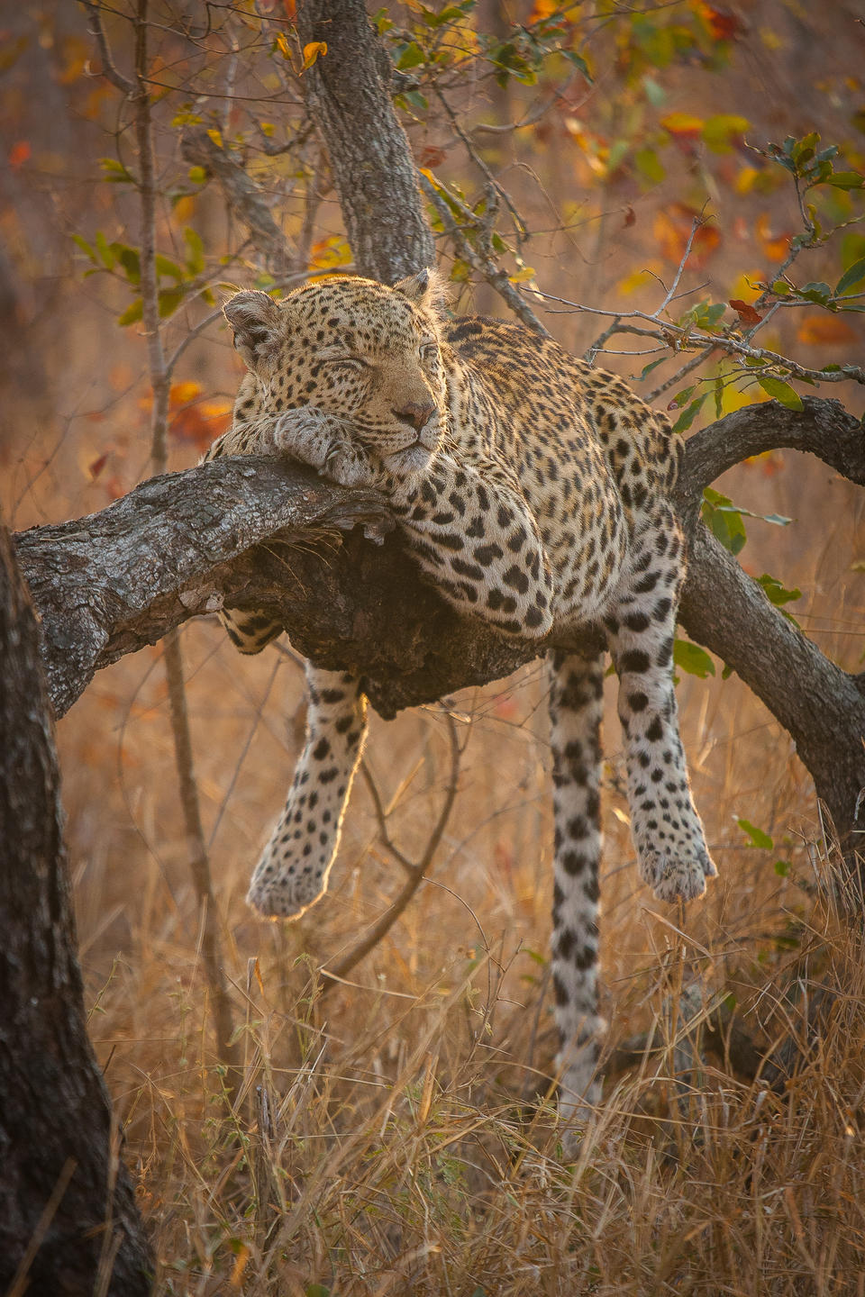 Afternoon snooze