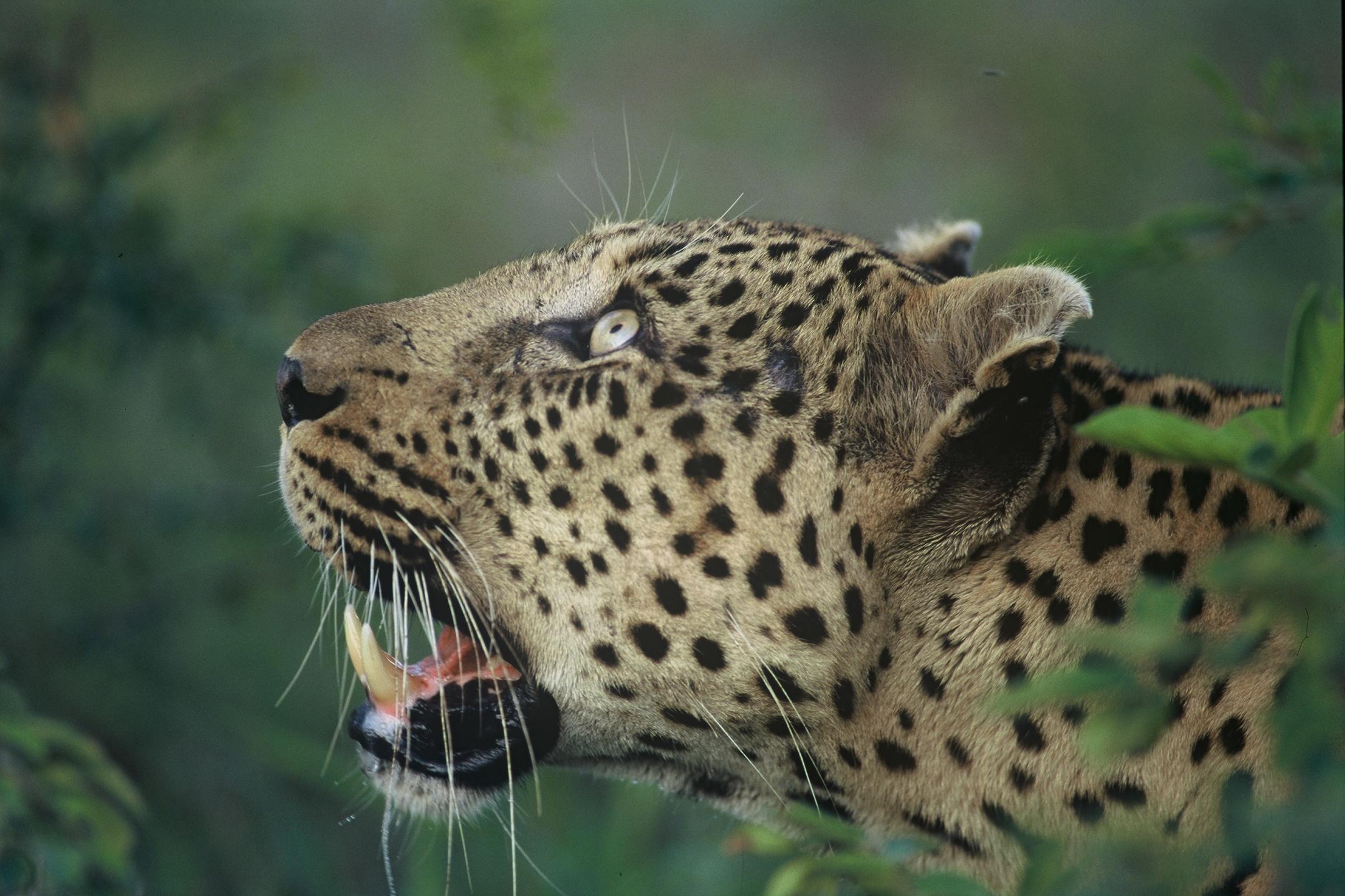 Dulini River Safari_1