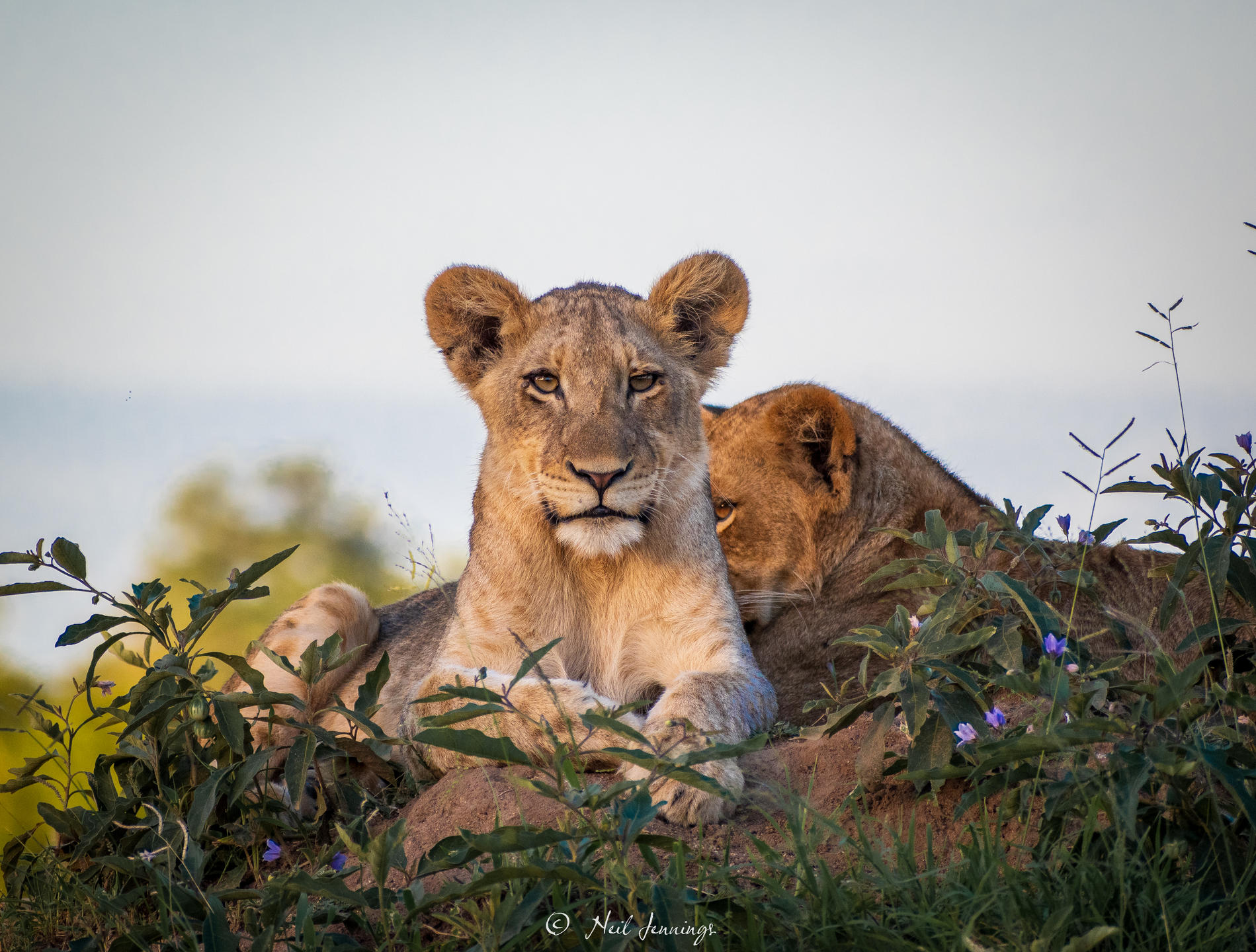 Dulini River Safari_2