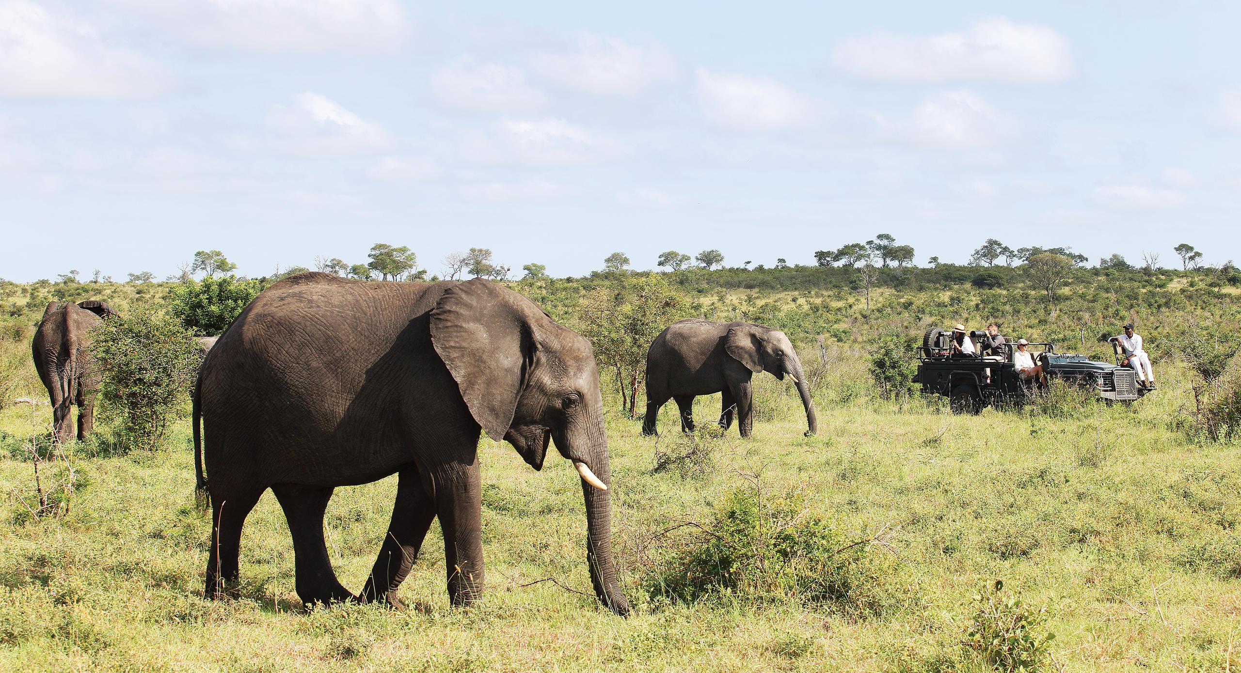 Elephants in open areas