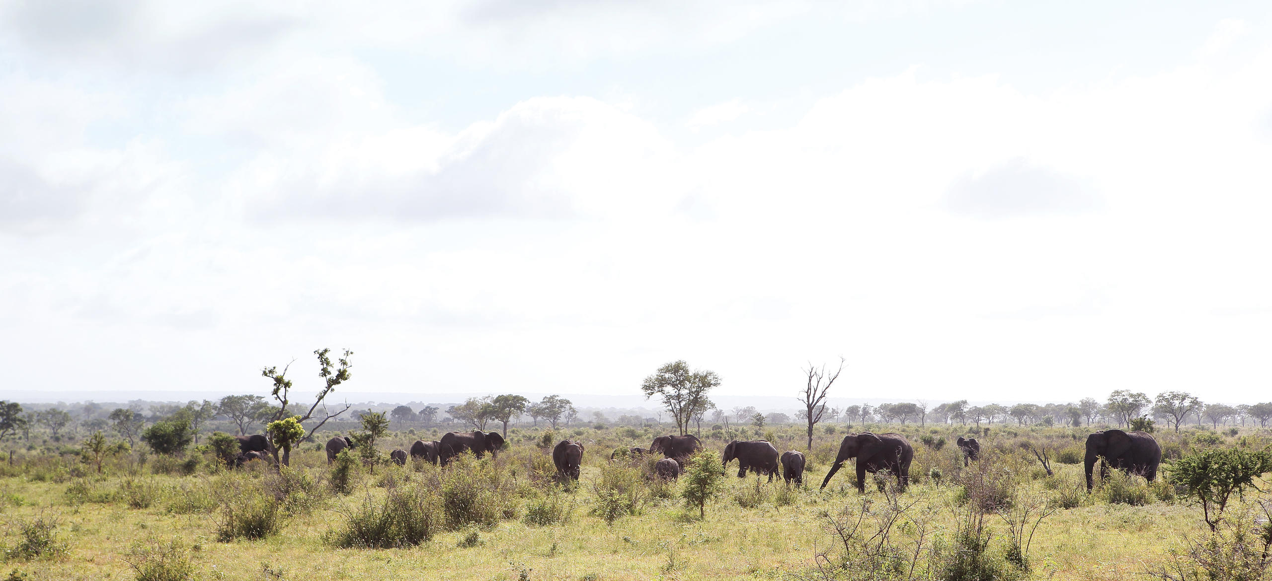 Elephants in open areas
