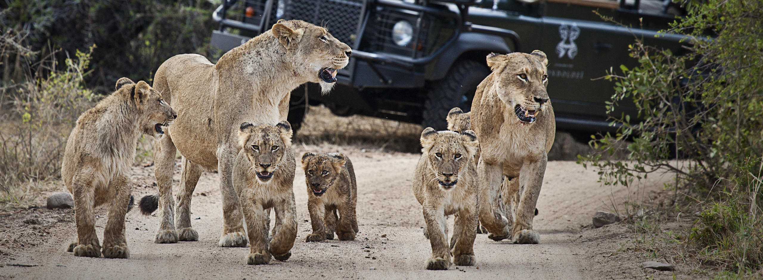 Lions