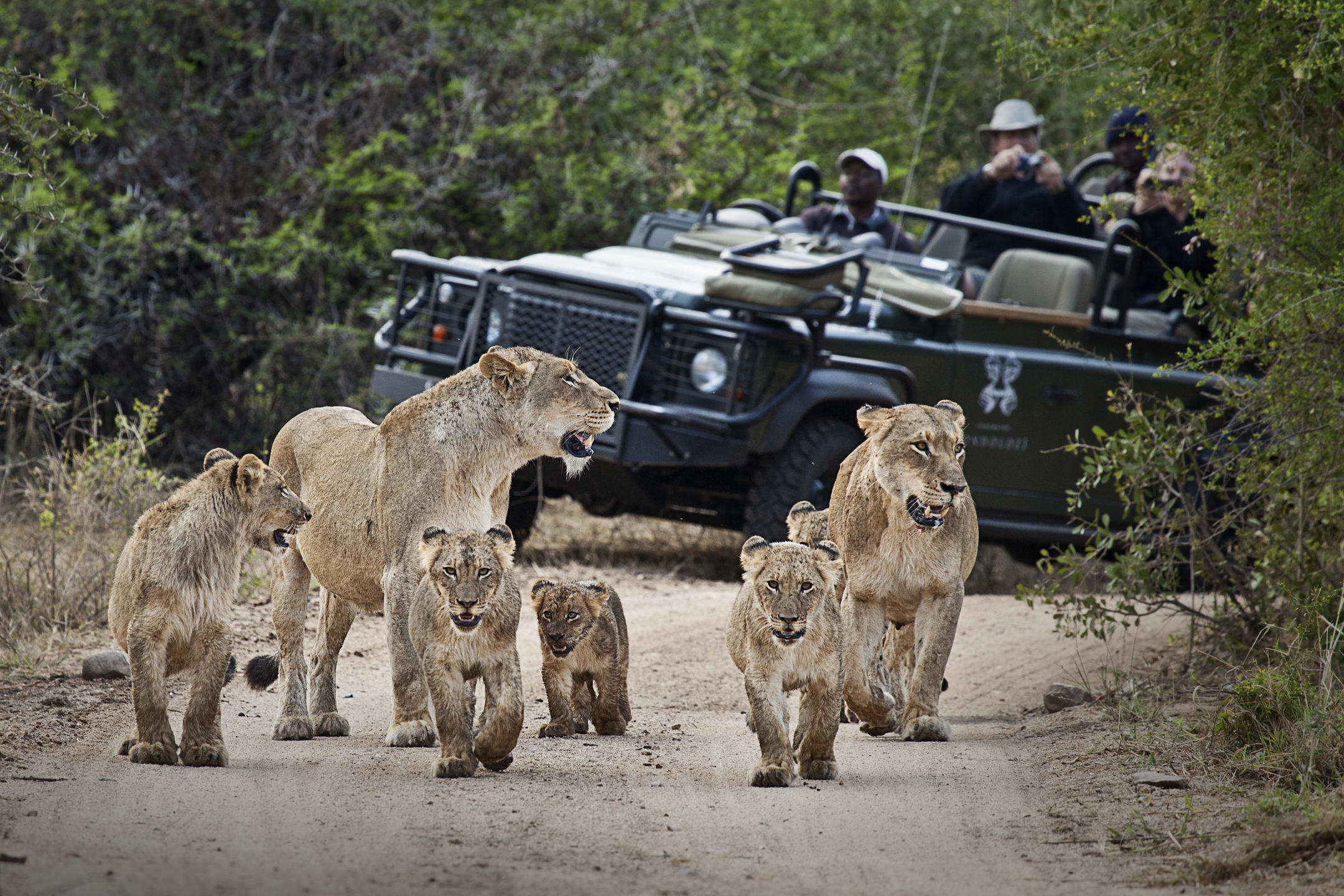 Londolozi Game Drive