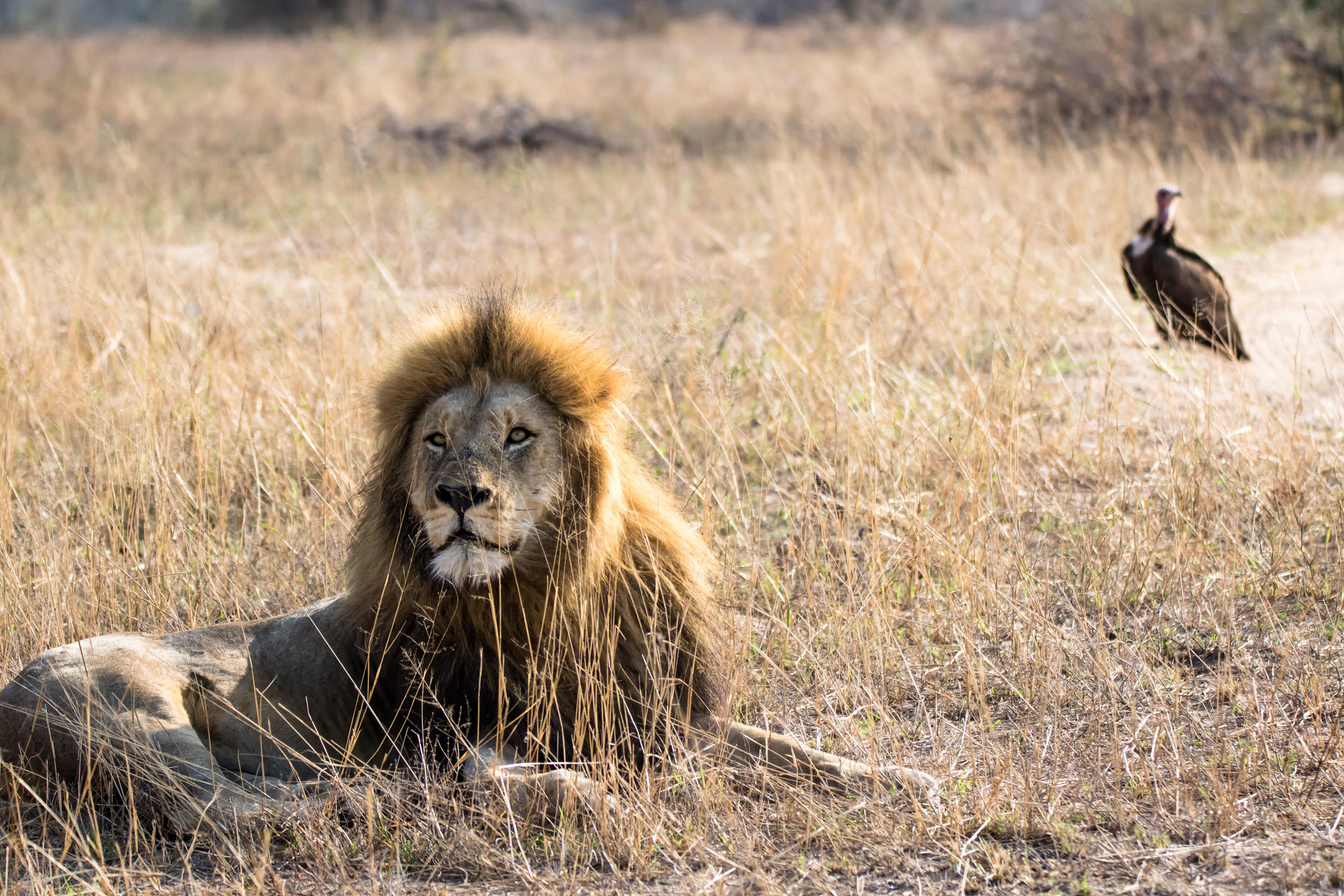 Territorial males