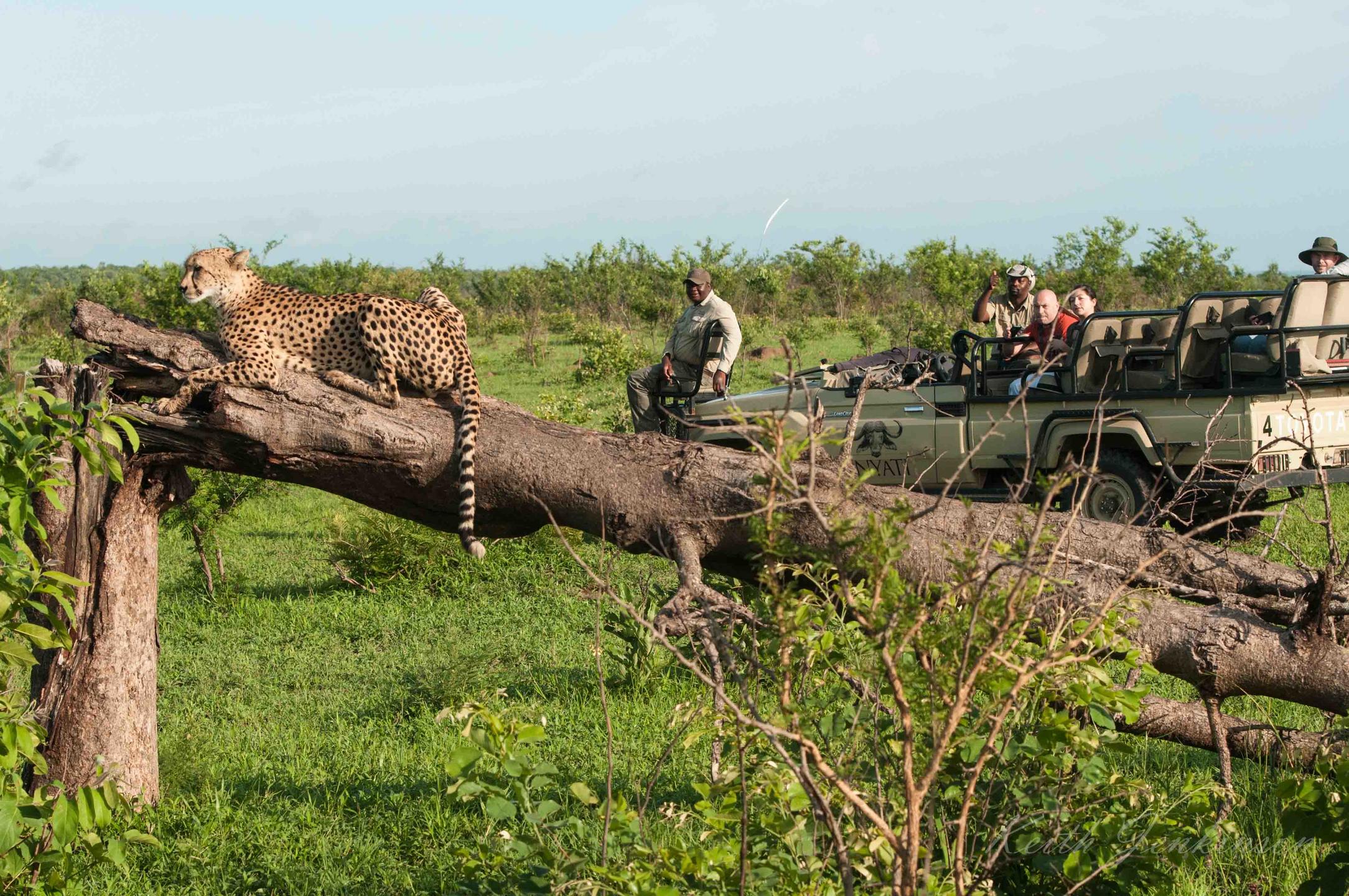 Wildlife Encounter