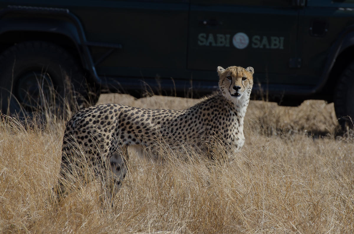 safari_1