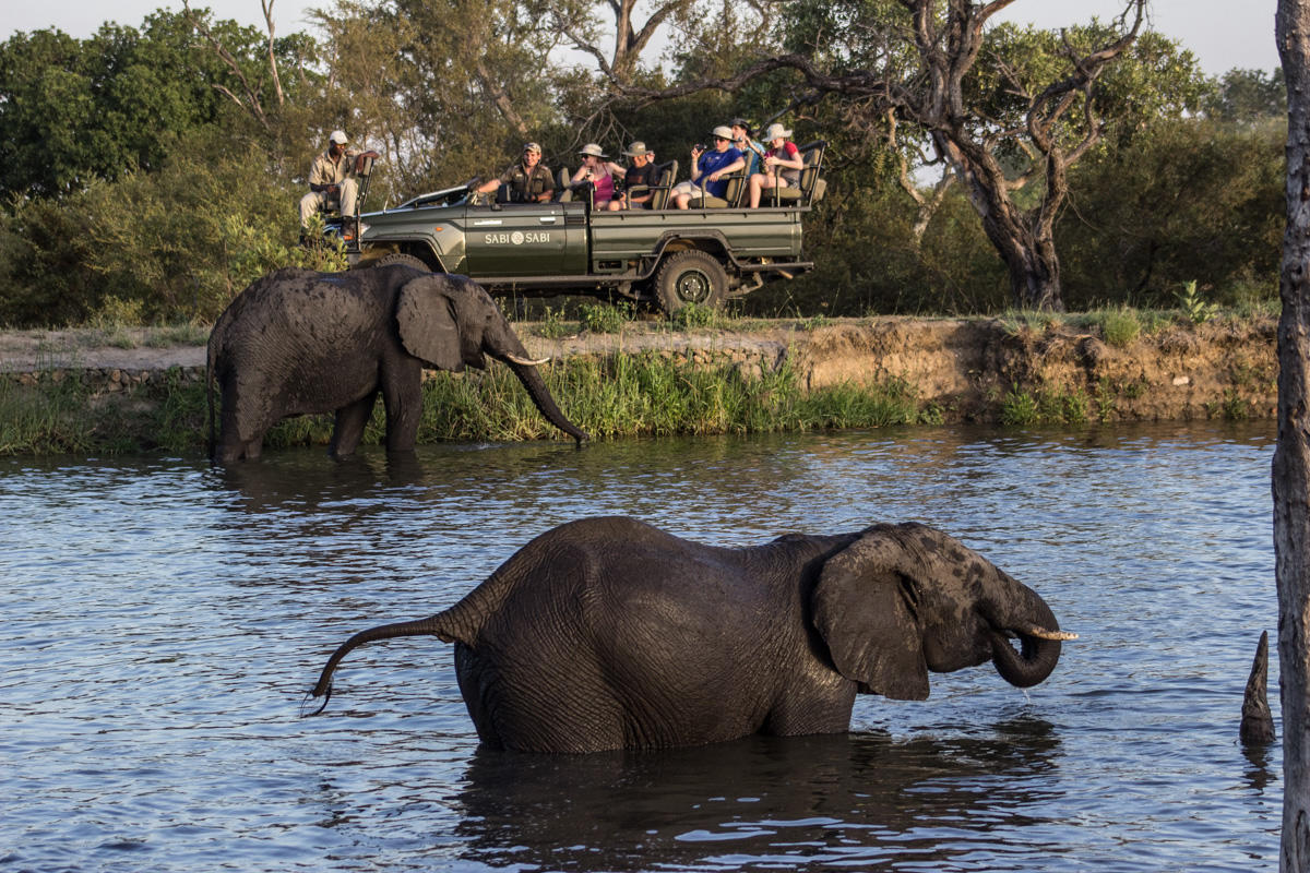 safari_18