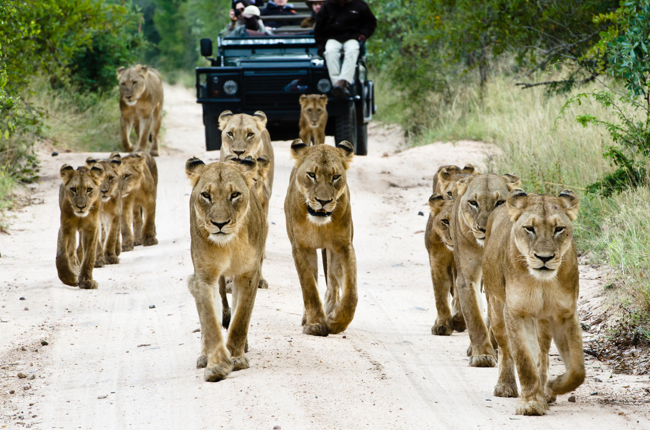 safari_55