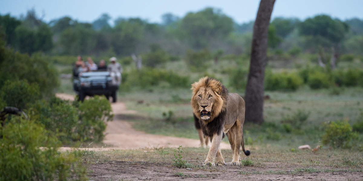 safari_9